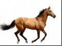 Juego Create Your Own Horse