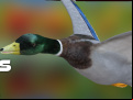 Juego Duck Hunter Autumn forest 
