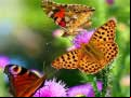 Juego Butterfly Slide