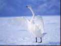 Juego Graceful Swans