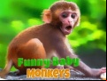 Juego Funny Baby Monkey
