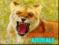 Juego Funny Smiling Animals