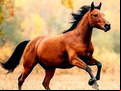 Juego Horse Slide