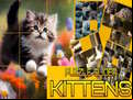 Juego Puzzle Sliding Kittens