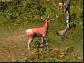 Juego Stag Hunt