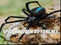 Juego Spider Hidden Difference