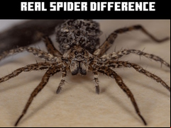 Juego Real Spider Difference